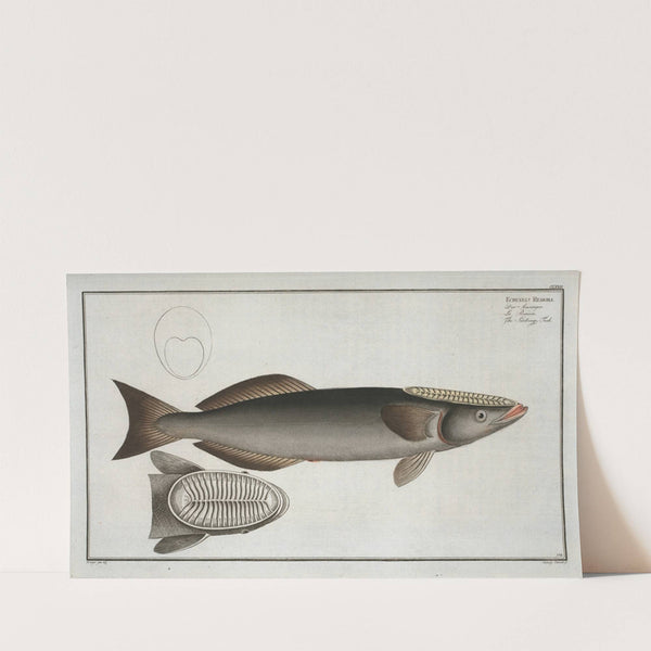 Echeneis Remora, The Sucking-Fish. (1785-1797) by Marcus Elieser Bloch
