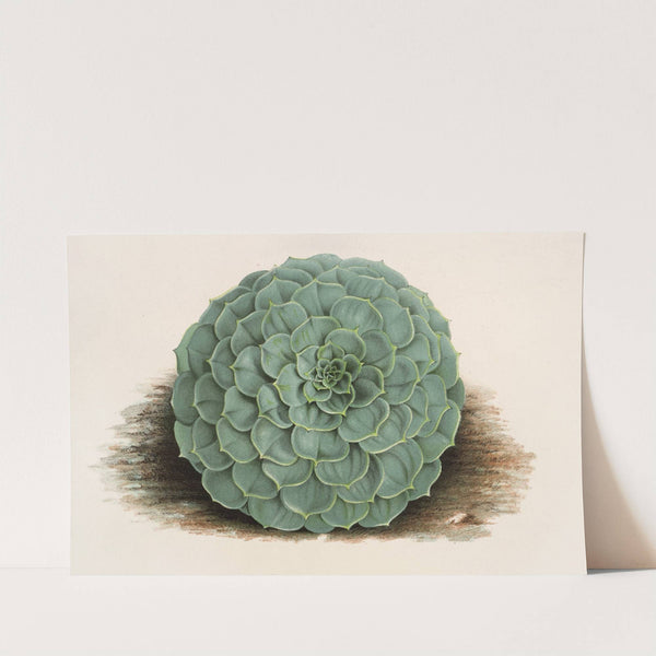 Echeveria rosacea by Charles Antoine Lemaire