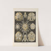 Echinidea. - Igelsterne by Ernst Haeckel