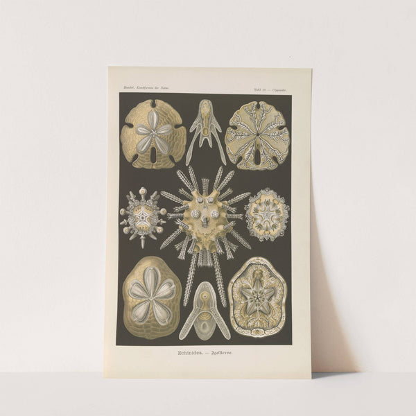 Echinidea. - Igelsterne by Ernst Haeckel