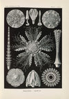 Echinidea. – Igelsterne