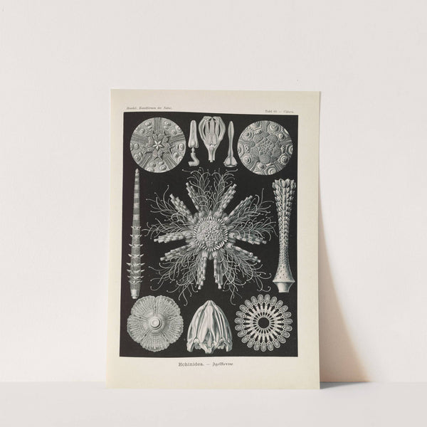 Echinidea. - Igelsterne by Ernst Haeckel