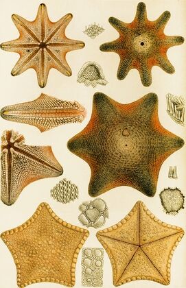 Echinodermata