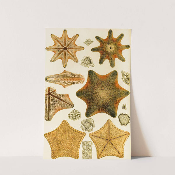 Echinodermata by Frederick McCoy