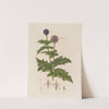 Echinops spaerocephalus ; or Great Globe Thistle (1799–1810) by Robert John Thornton
