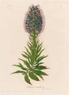 Echium candicans (1818-1824)