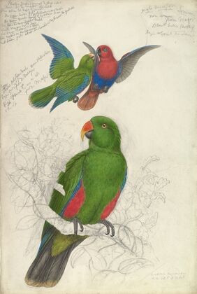 Eclectus Roratus Polychloros