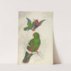 Eclectus Roratus Polychloros by Edward Lear