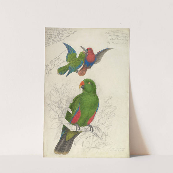 Eclectus Roratus Polychloros by Edward Lear