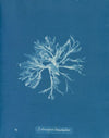 Ectocarpus brachiatus