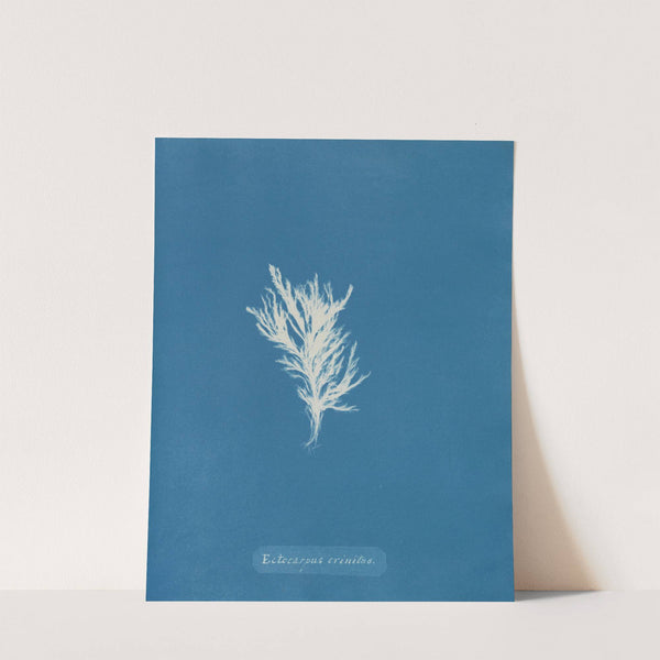 Ectocarpus crinitus by Anna Atkins