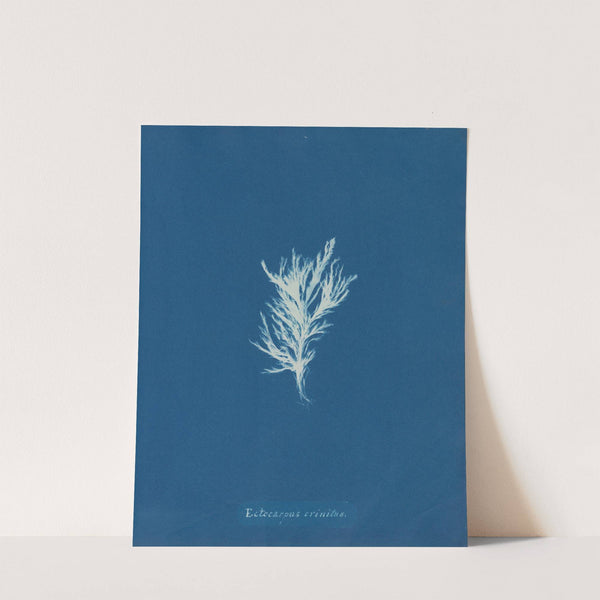 Ectocarpus crinitus. by Anna Atkins