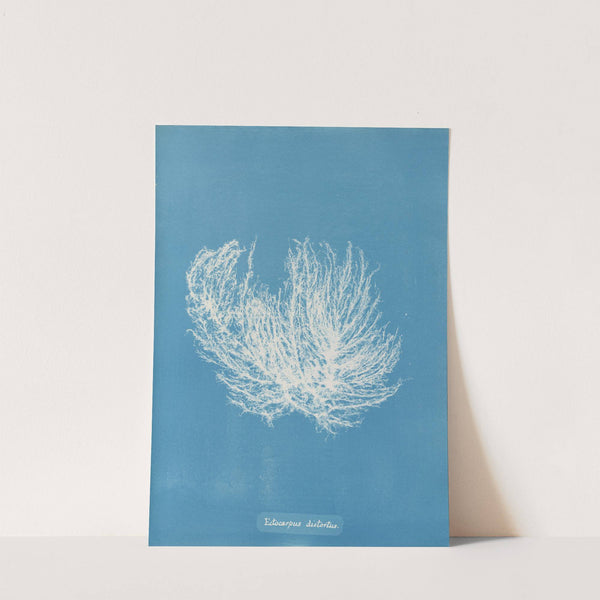 Ectocarpus distortus by Anna Atkins