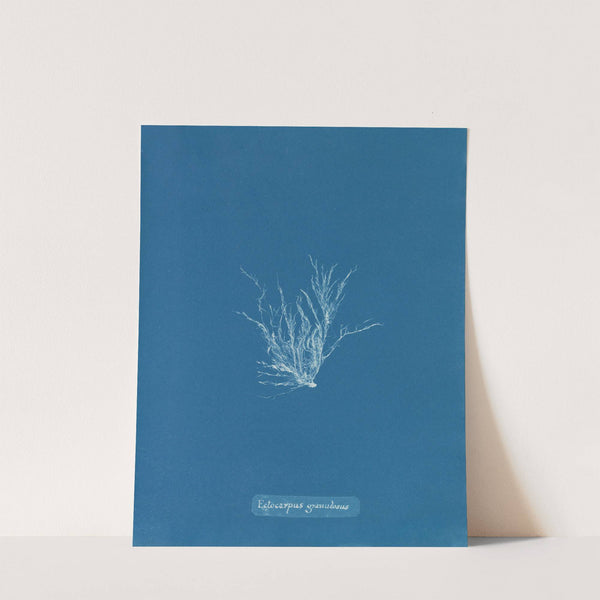 Ectocarpus granulosus by Anna Atkins