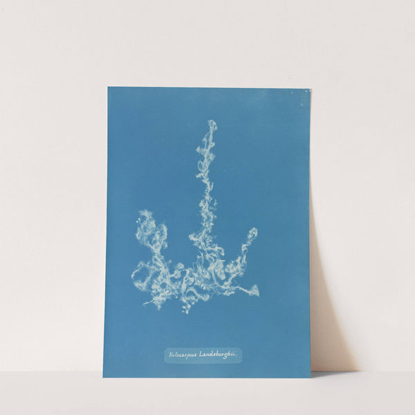 Ectocarpus Landsburghii by Anna Atkins