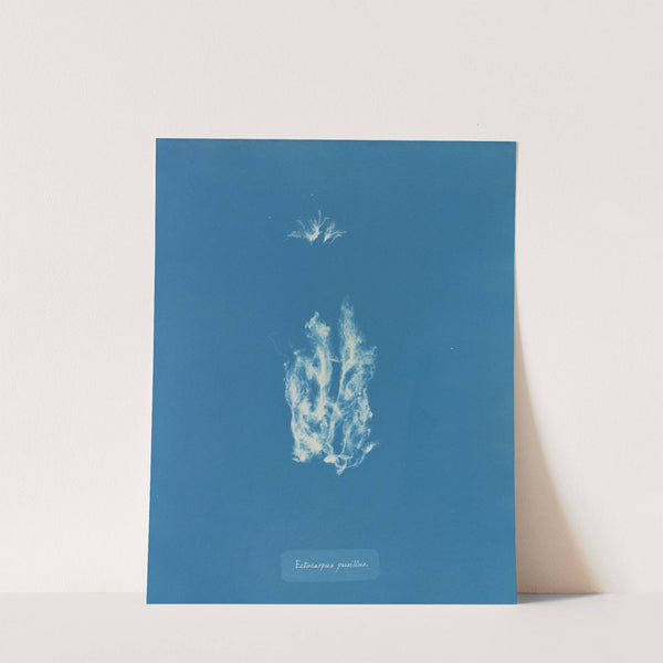 Ectocarpus pusillus by Anna Atkins