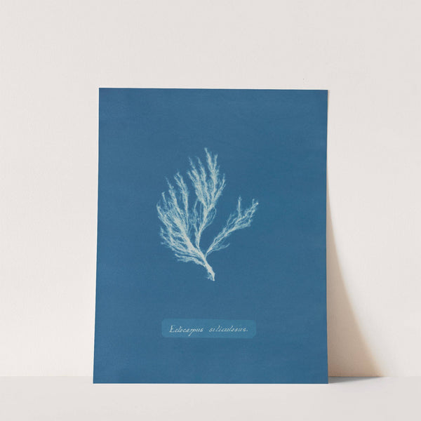 Ectocarpus siliculosus by Anna Atkins