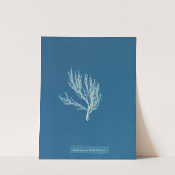 Ectocarpus siliculosus. by Anna Atkins