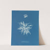 Ectocarpus tomentosus by Anna Atkins