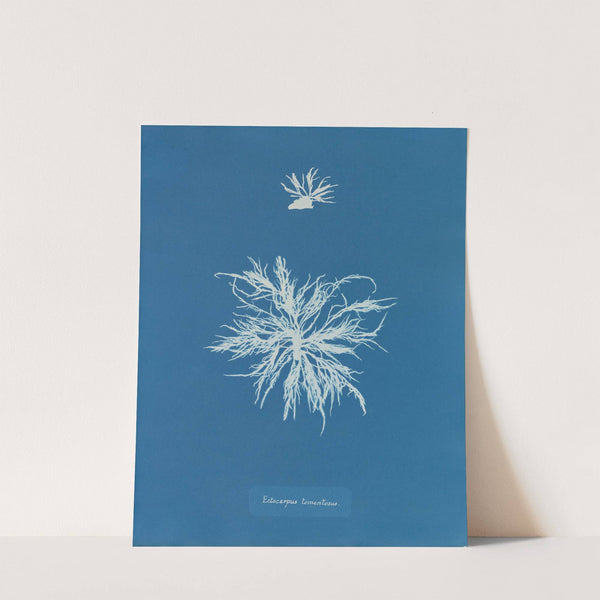 Ectocarpus tomentosus by Anna Atkins