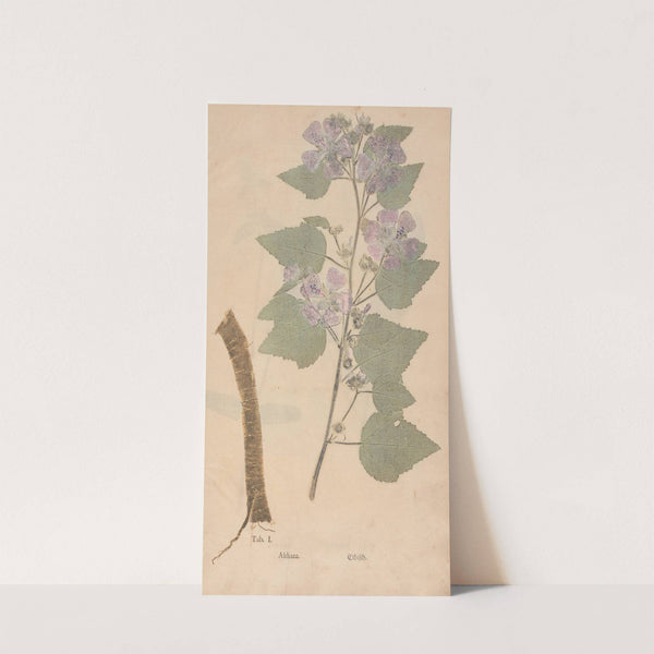 Ectypa vegetabilium Pl.001 (1760-1764) by Christian Gottlieb Ludwig