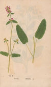 Ectypa vegetabilium Pl.002 (1760-1764)