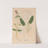 Ectypa vegetabilium Pl.002 (1760-1764) by Christian Gottlieb Ludwig