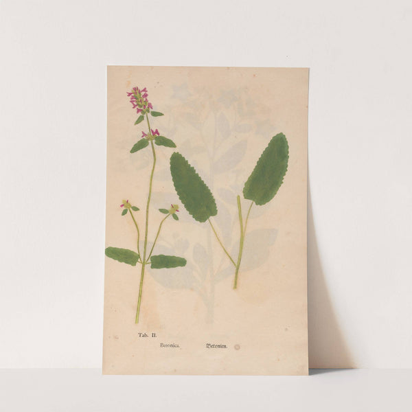 Ectypa vegetabilium Pl.002 (1760-1764) by Christian Gottlieb Ludwig