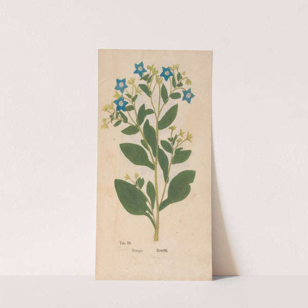 Ectypa vegetabilium Pl.003 (1760-1764) by Christian Gottlieb Ludwig