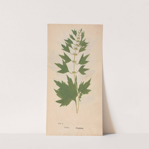 Ectypa vegetabilium Pl.005 (1760-1764) by Christian Gottlieb Ludwig