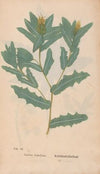 Ectypa vegetabilium Pl.006 (1760-1764)