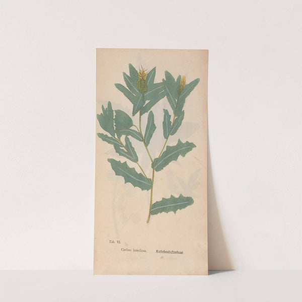 Ectypa vegetabilium Pl.006 (1760-1764) by Christian Gottlieb Ludwig