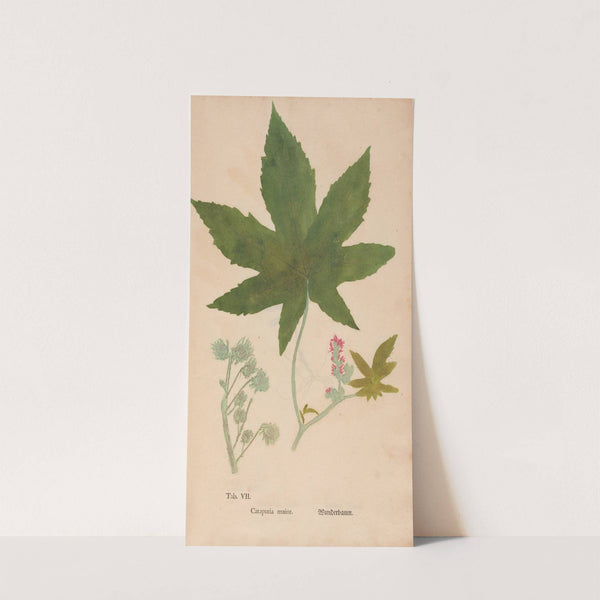 Ectypa vegetabilium Pl.007 (1760-1764) by Christian Gottlieb Ludwig