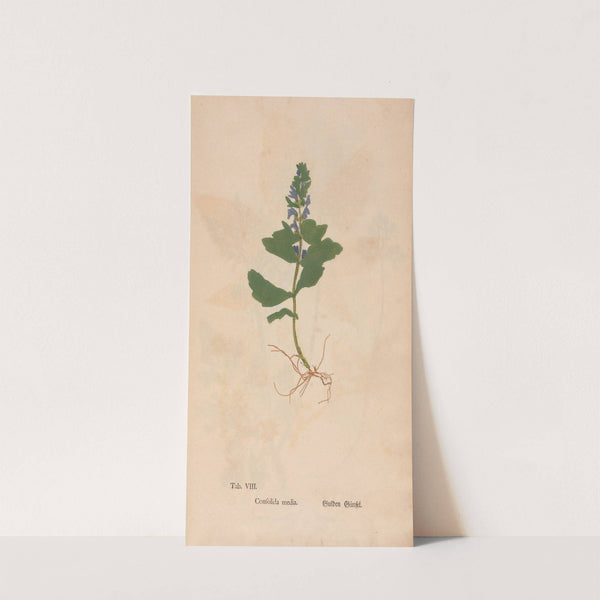 Ectypa vegetabilium Pl.008 (1760-1764) by Christian Gottlieb Ludwig