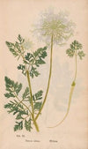 Ectypa vegetabilium Pl.009 (1760-1764)