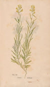 Ectypa vegetabilium Pl.012 (1760-1764)