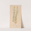 Ectypa vegetabilium Pl.012 (1760-1764) by Christian Gottlieb Ludwig