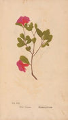 Ectypa vegetabilium Pl.013 (1760-1764)