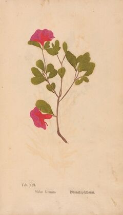 Ectypa vegetabilium Pl.013 (1760-1764)
