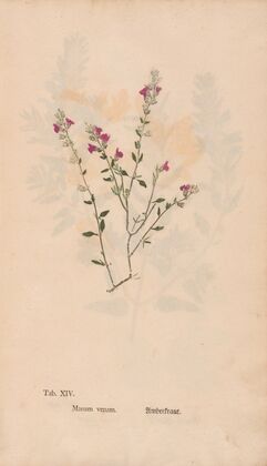 Ectypa vegetabilium Pl.014 (1760-1764)