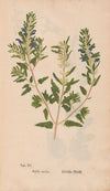 Ectypa vegetabilium Pl.015 (1760-1764)