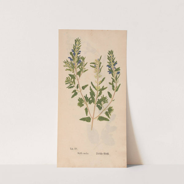 Ectypa vegetabilium Pl.015 (1760-1764) by Christian Gottlieb Ludwig