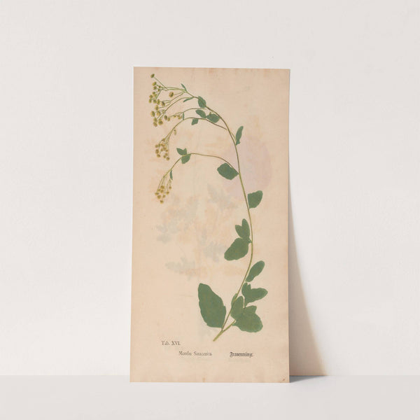 Ectypa vegetabilium Pl.016 (1760-1764) by Christian Gottlieb Ludwig