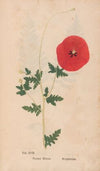 Ectypa vegetabilium Pl.017 (1760-1764)