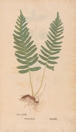 Ectypa vegetabilium Pl.018 (1760-1764)