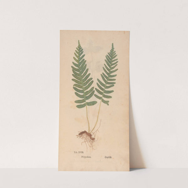 Ectypa vegetabilium Pl.018 (1760-1764) by Christian Gottlieb Ludwig