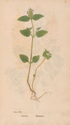 Ectypa vegetabilium Pl.019 (1760-1764)