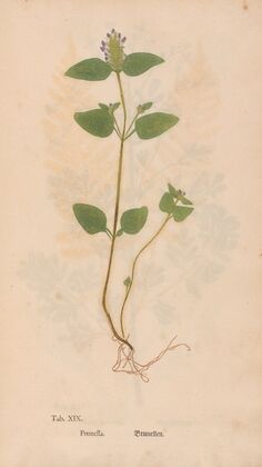 Ectypa vegetabilium Pl.019 (1760-1764)