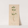 Ectypa vegetabilium Pl.019 (1760-1764) by Christian Gottlieb Ludwig
