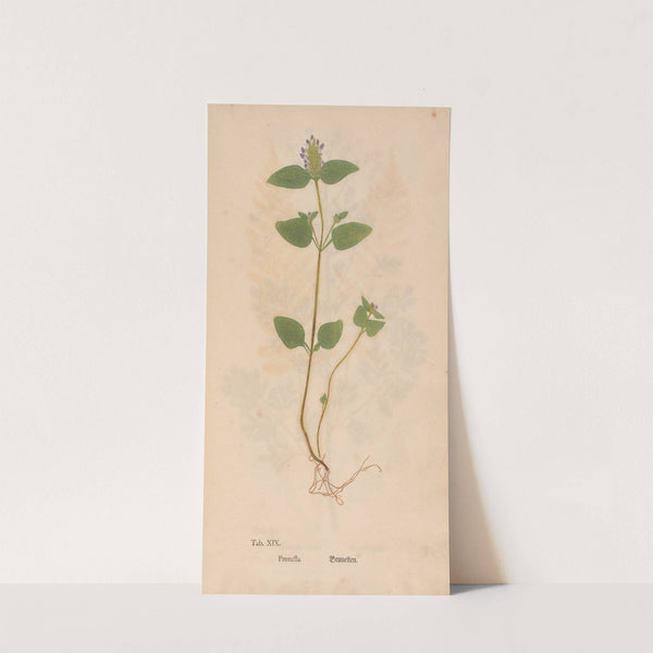 Ectypa vegetabilium Pl.019 (1760-1764) by Christian Gottlieb Ludwig